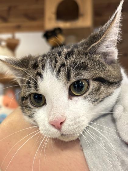 Enlarge Claus, a Adoptable mixed breed in Cumming, GA image 2/2