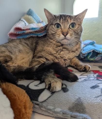 Seraphina, Adoptable, Young Female Domestic Short Hair & Domestic Short Hair.