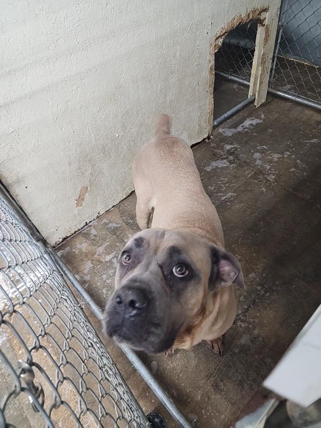 Lotus, a ADOPTABLE mixed breed in Libby, MT image 2/2