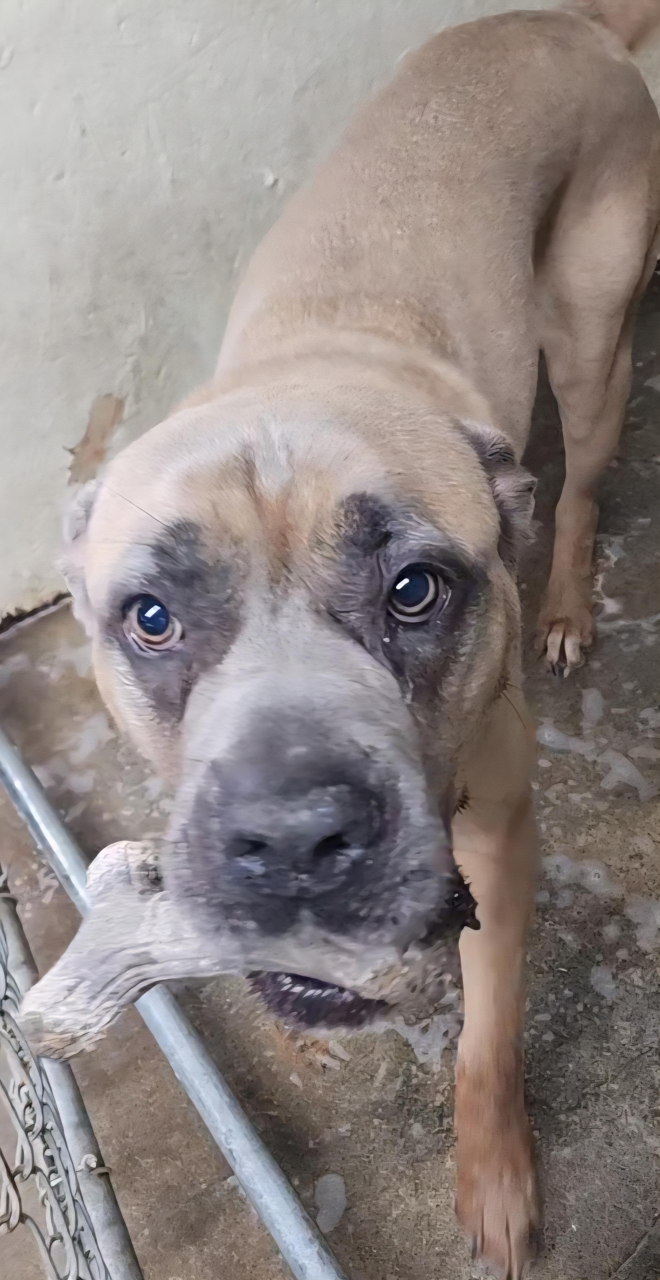 Lotus, ADOPTABLE, Adult Female Cane Corso.