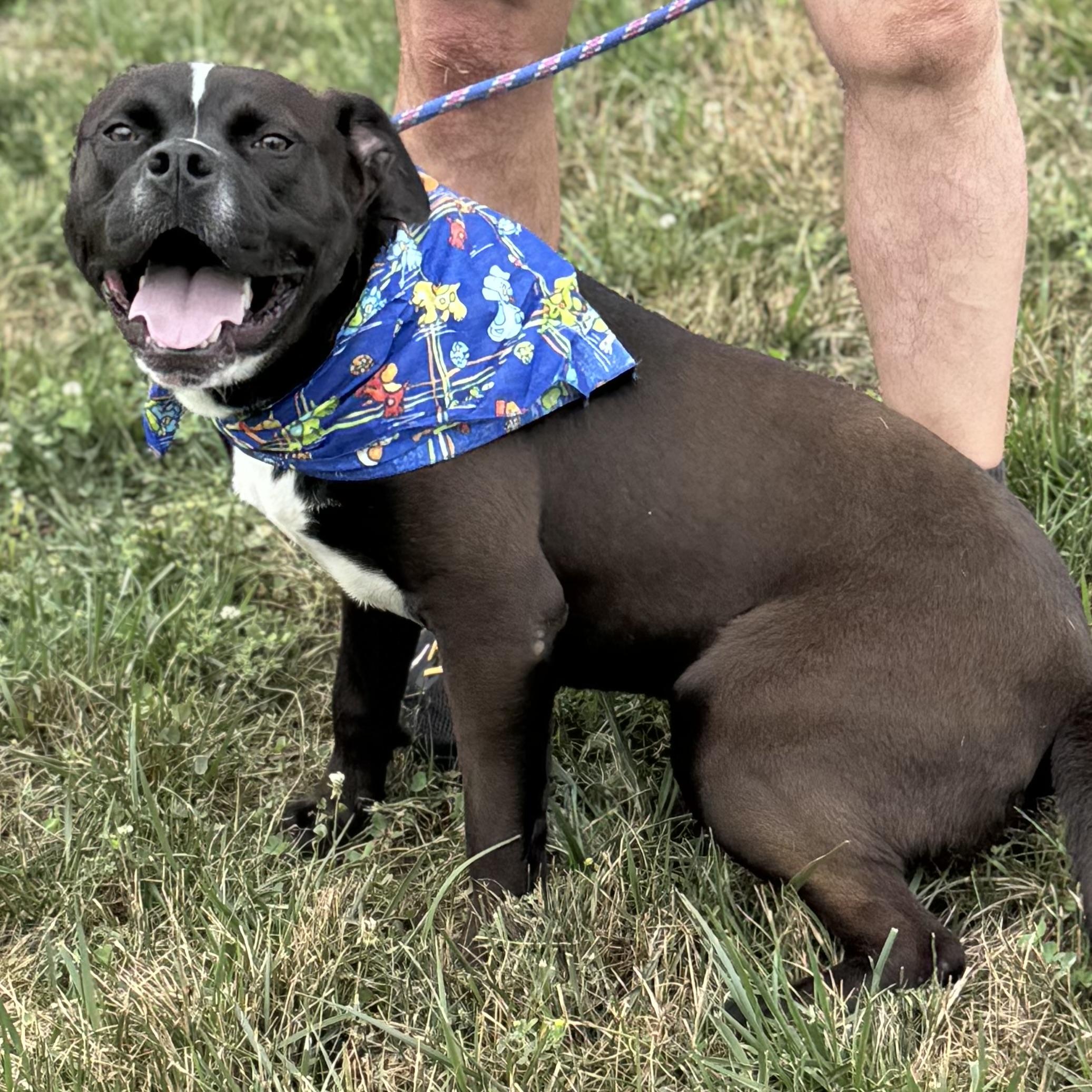 Enlarge ONYX, a ADOPTABLE mixed breed in Wilmington, OH image 6/6