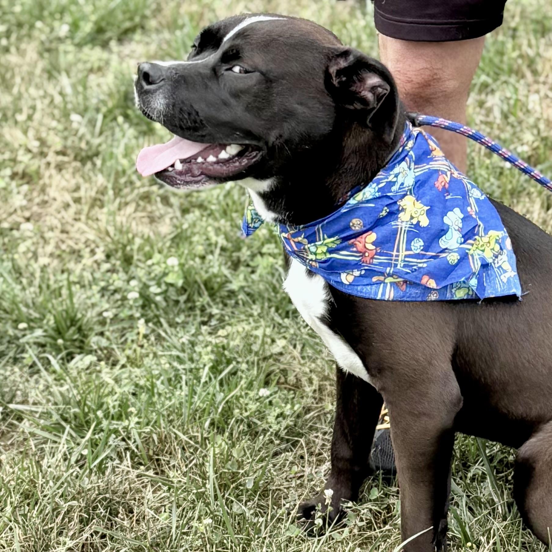 Enlarge ONYX, a ADOPTABLE mixed breed in Wilmington, OH image 3/6