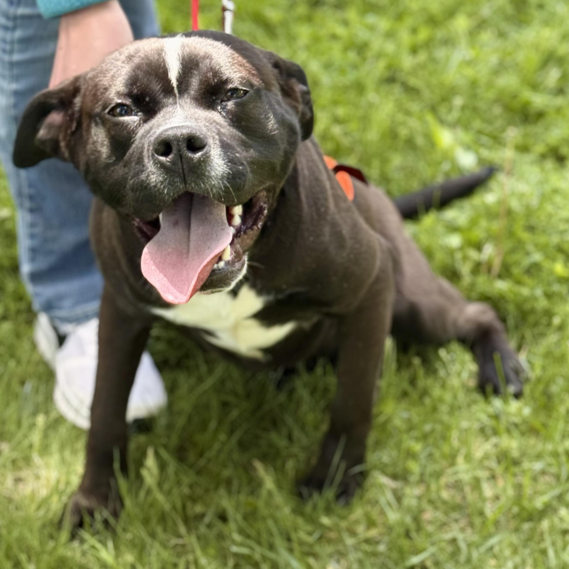 ONYX, ADOPTABLE, Puppy Male Pit Bull Terrier & Black Labrador Retriever.
