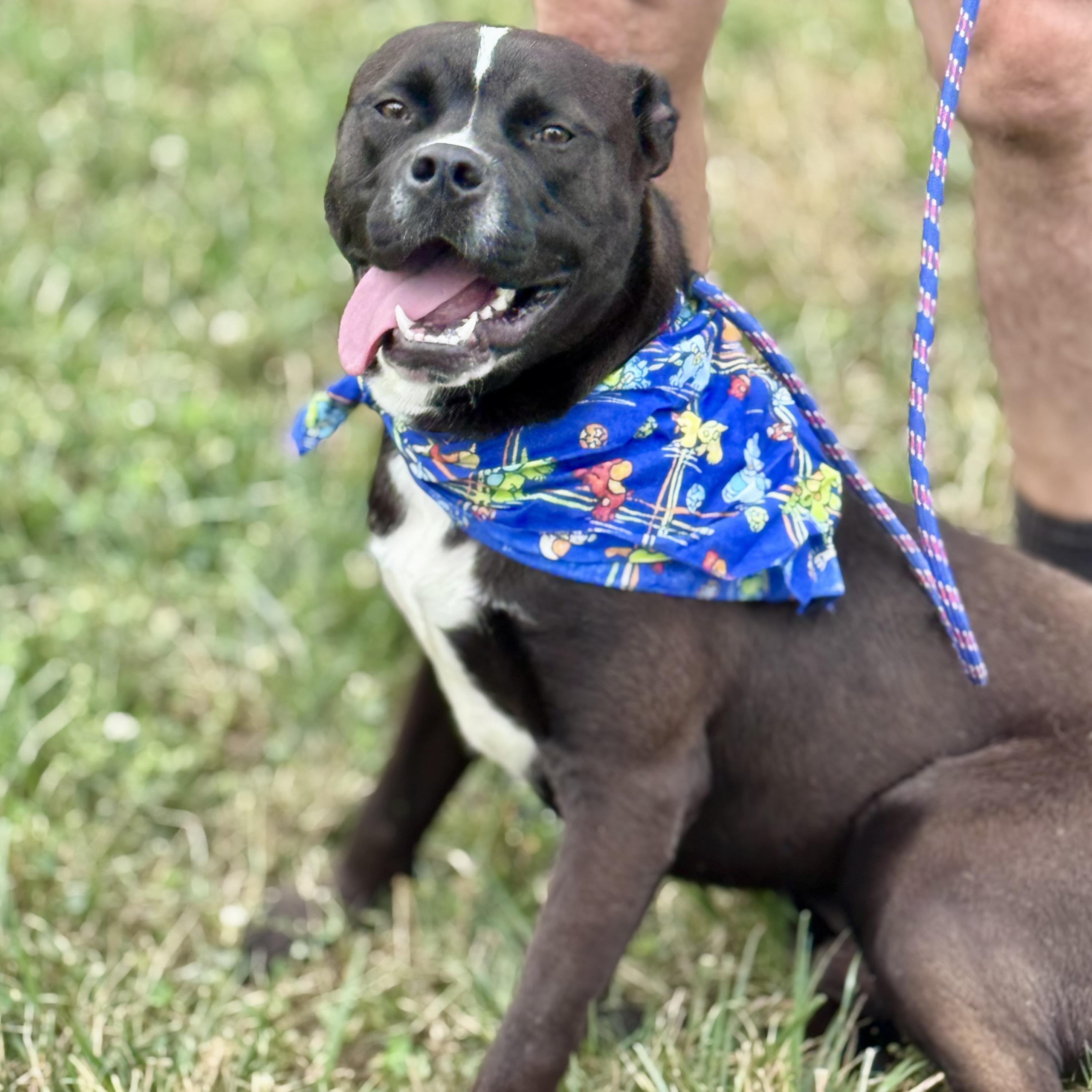 Enlarge ONYX, a ADOPTABLE mixed breed in Wilmington, OH image 5/6