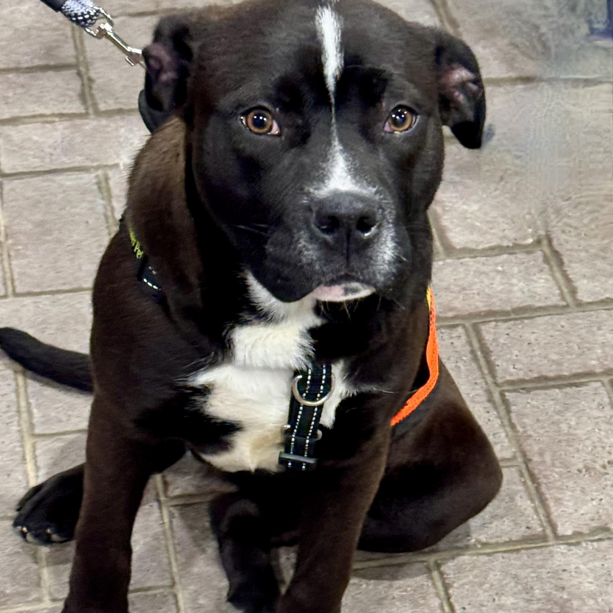 Enlarge ONYX, a ADOPTABLE mixed breed in Wilmington, OH image 1/4