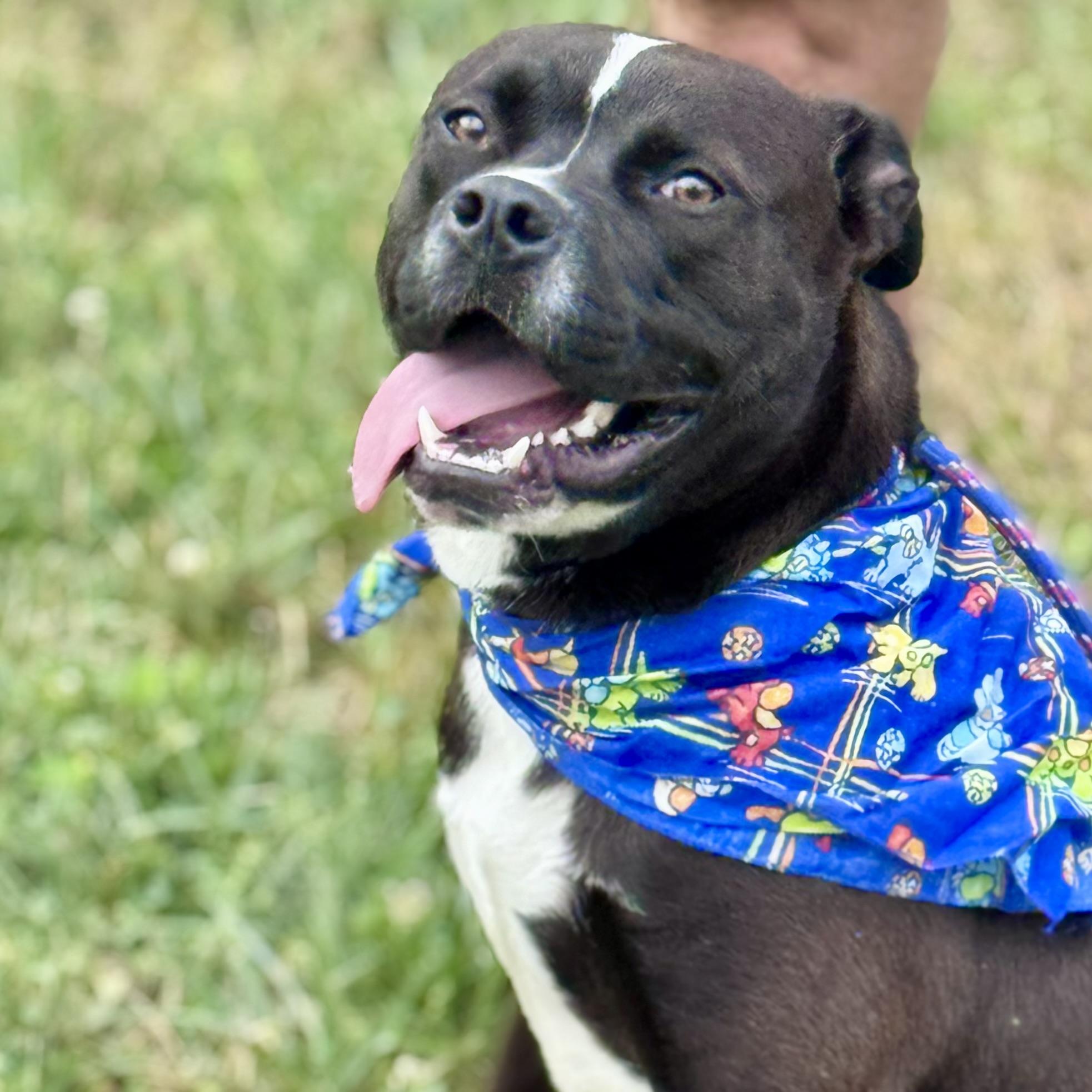 ONYX, ADOPTABLE, Puppy Male Pit Bull Terrier & Black Labrador Retriever.