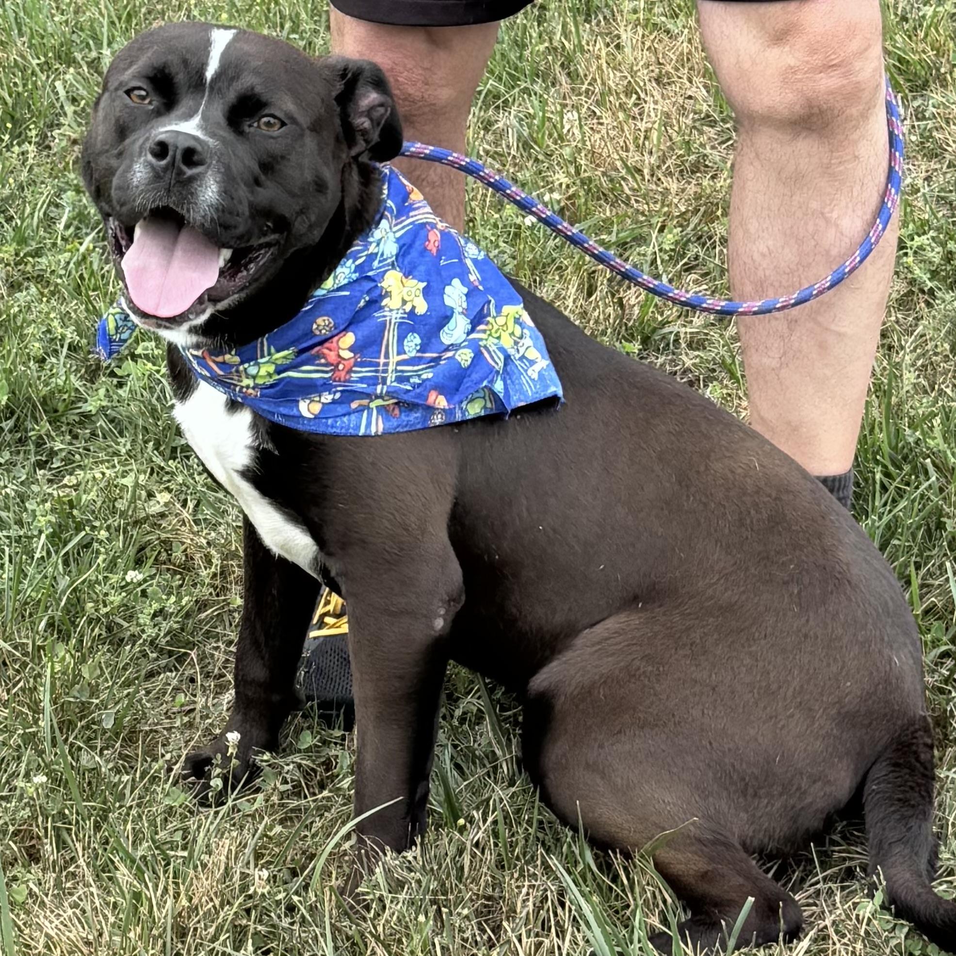 Enlarge ONYX, a ADOPTABLE mixed breed in Wilmington, OH image 2/6