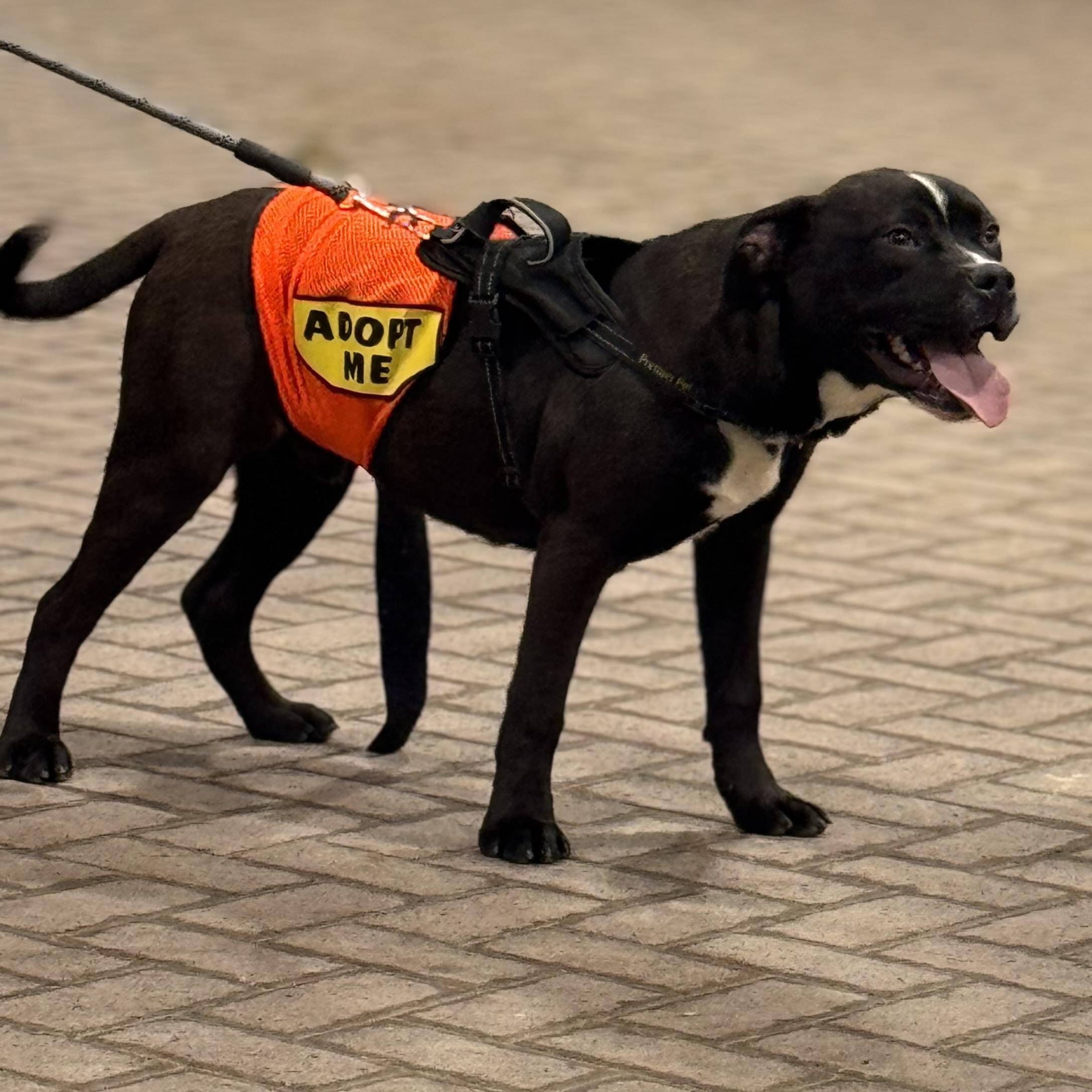 ONYX, ADOPTABLE, Puppy Male Pit Bull Terrier & Black Labrador Retriever.