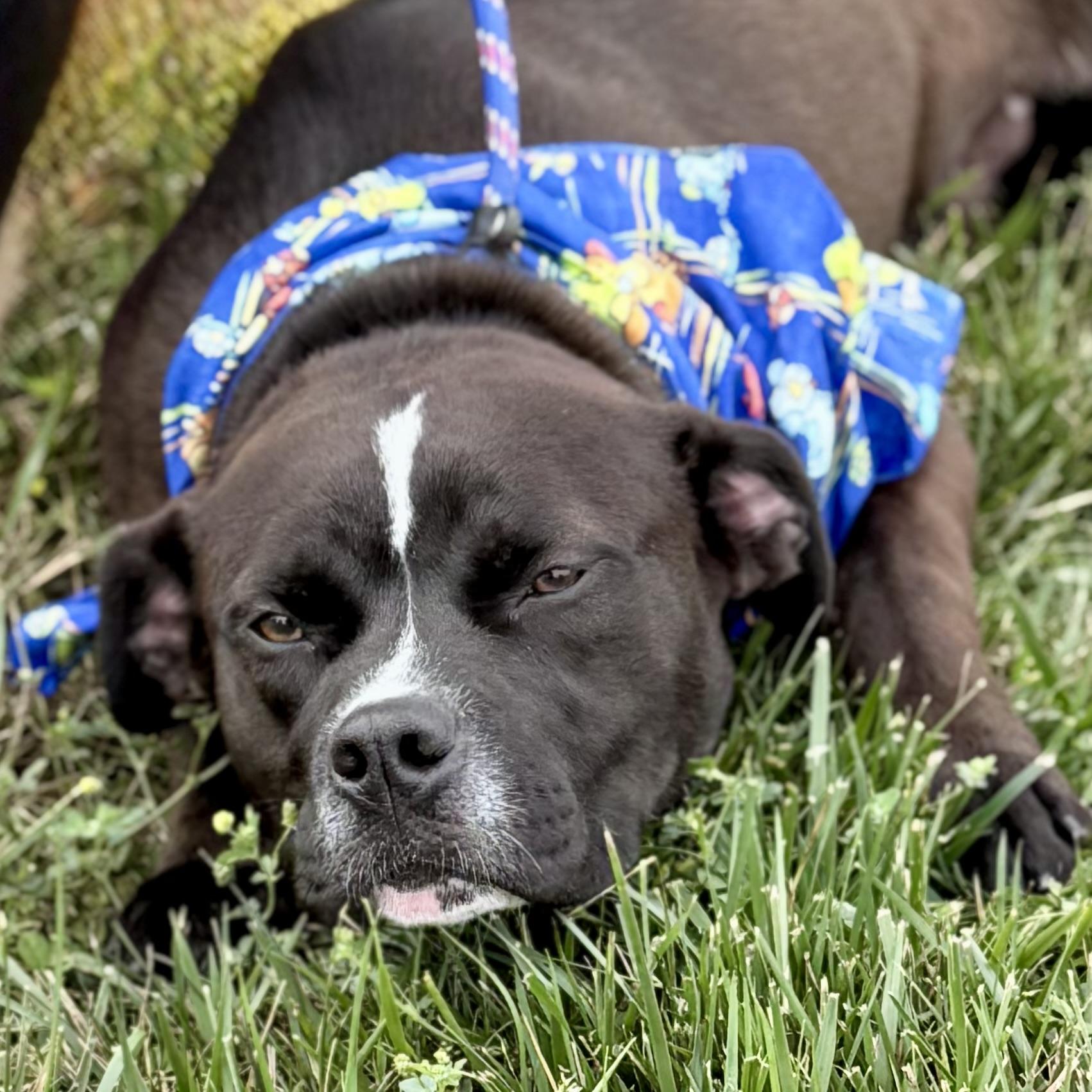 Enlarge ONYX, a ADOPTABLE mixed breed in Wilmington, OH image 4/6