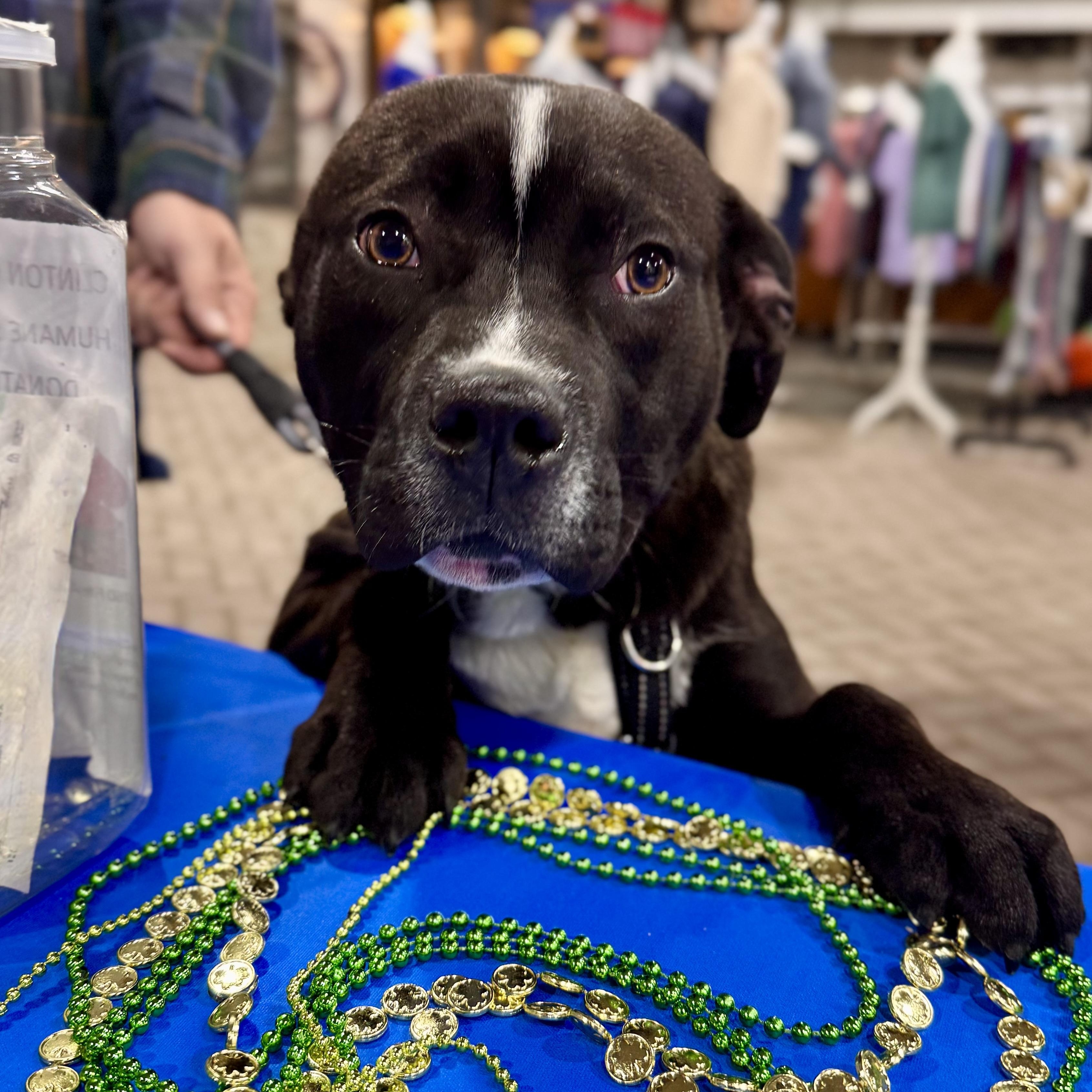 Enlarge ONYX, a ADOPTABLE mixed breed in Wilmington, OH image 2/4