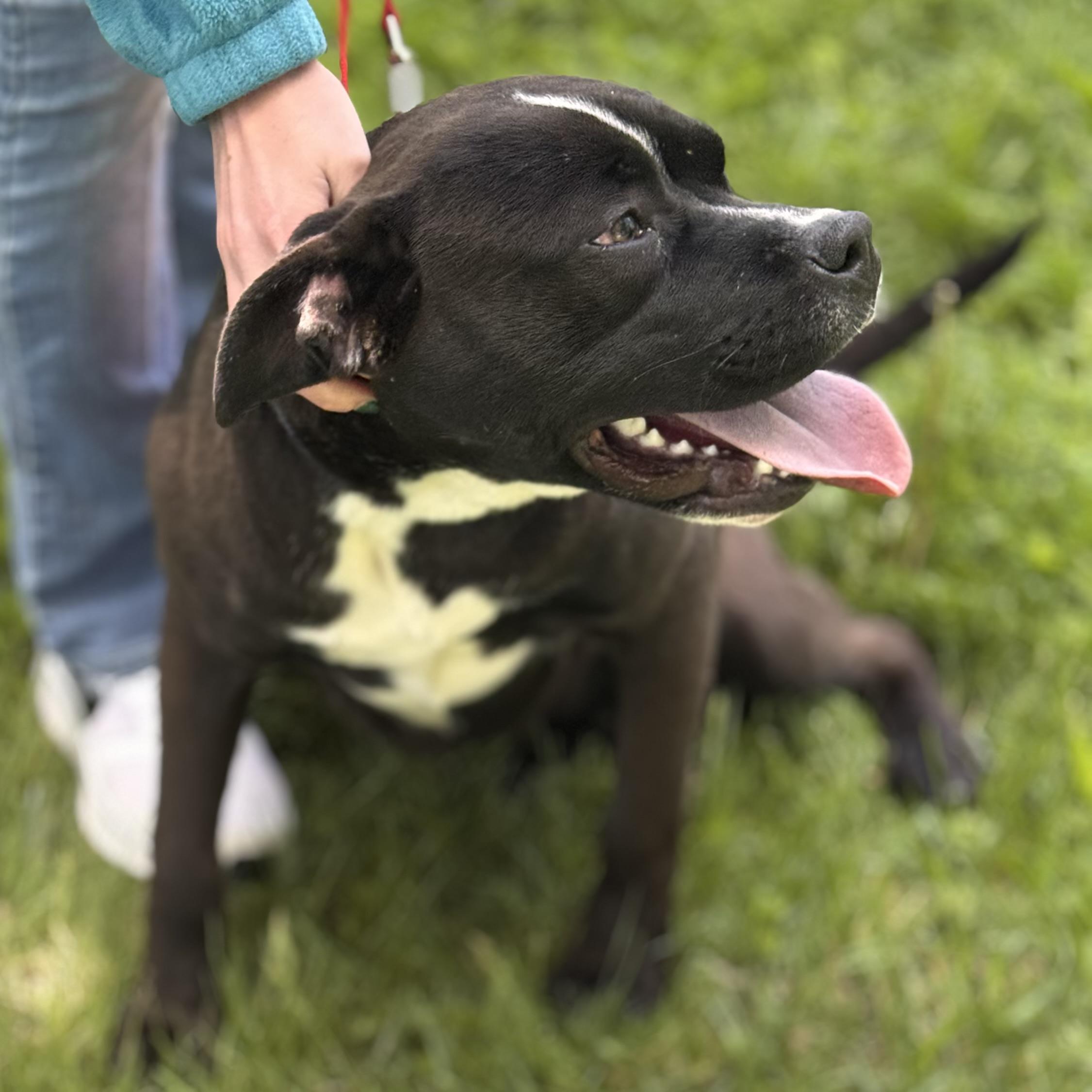 Enlarge ONYX, a ADOPTABLE mixed breed in Wilmington, OH image 2/6