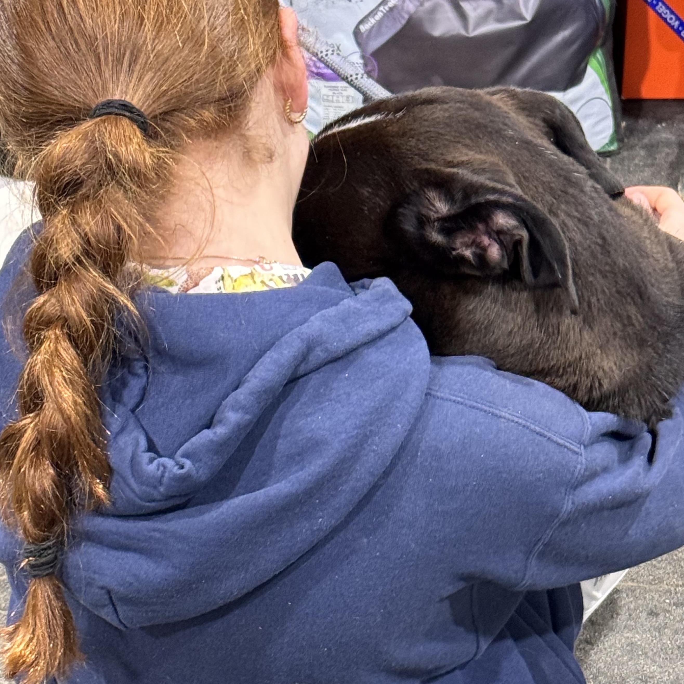 Enlarge ONYX, a ADOPTABLE mixed breed in Wilmington, OH image 4/4