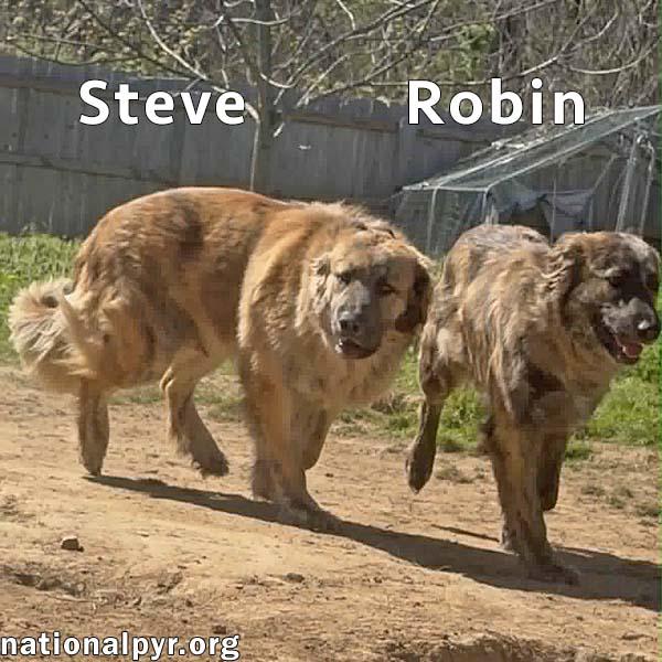 Steve & Robin in TN - Love Belly Rubs, ADOPTABLE, Young Male Great Pyrenees & Black Mouth Cur.