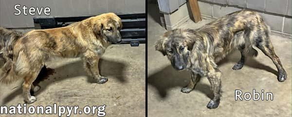 Enlarge Steve & Robin in TN - Love Belly Rubs, a Adoptable mixed breed in Jackson, TN image 3/4