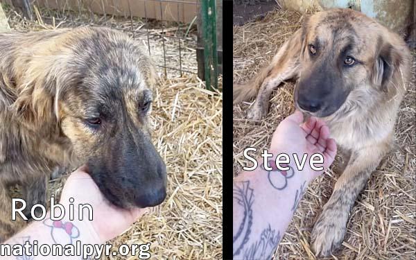 Enlarge Steve & Robin in TN - Love Belly Rubs, a Adoptable mixed breed in Jackson, TN image 2/4