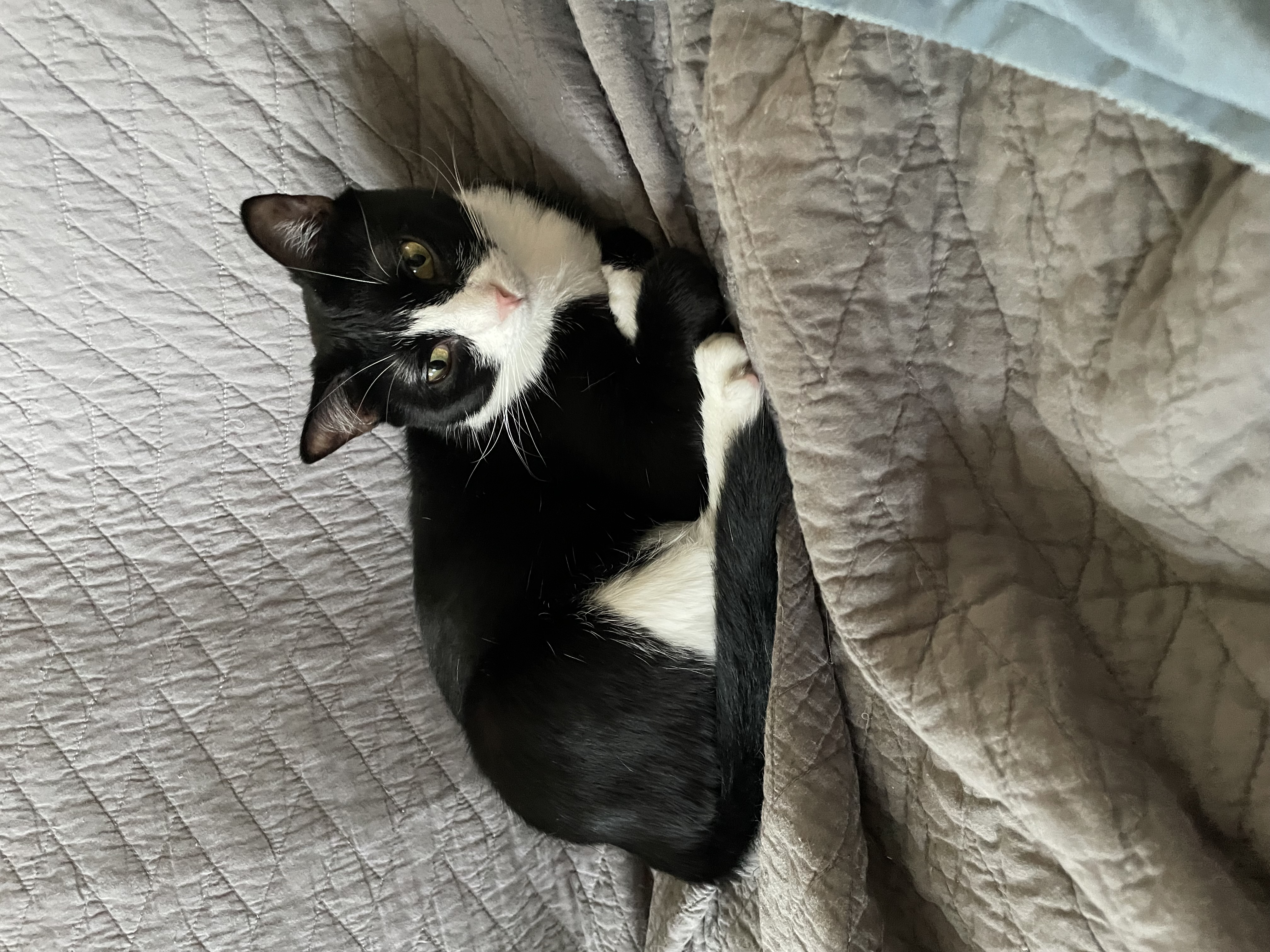 Enlarge Tippy, a Adoptable mixed breed in Tifton, GA image 1/2