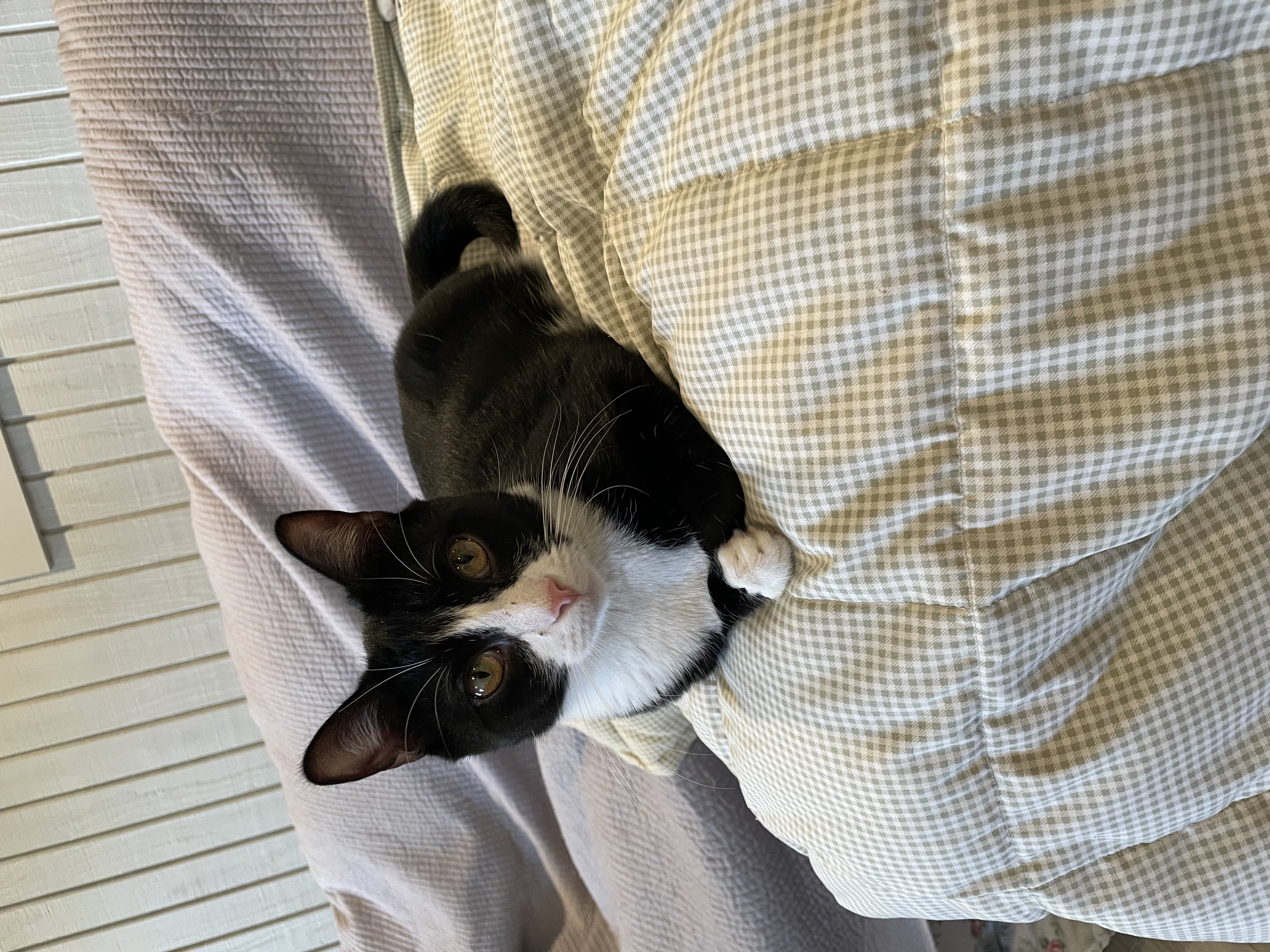 Enlarge Tippy, a Adoptable mixed breed in Tifton, GA image 2/2