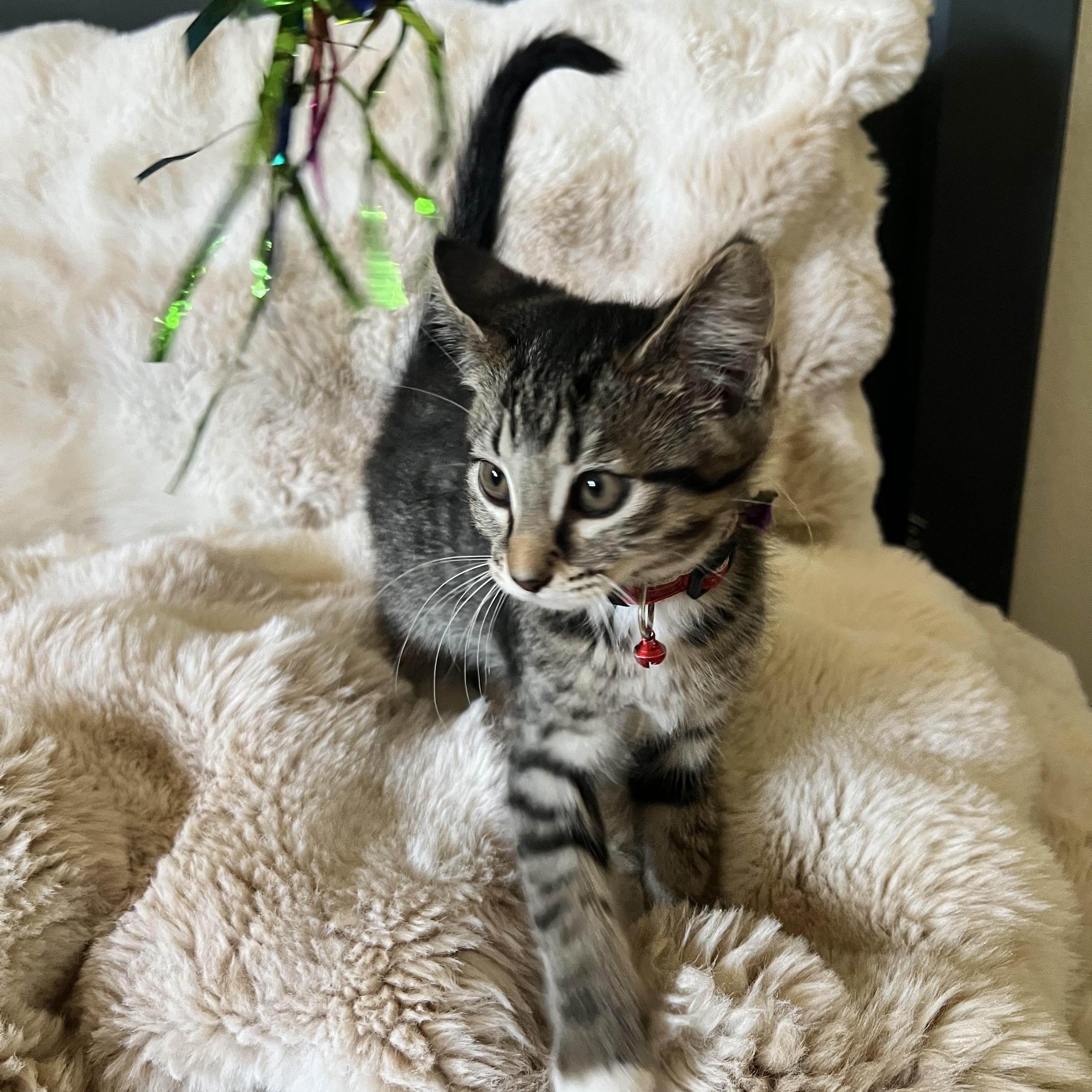 Nori, ADOPTABLE, Kitten Female Domestic Short Hair.
