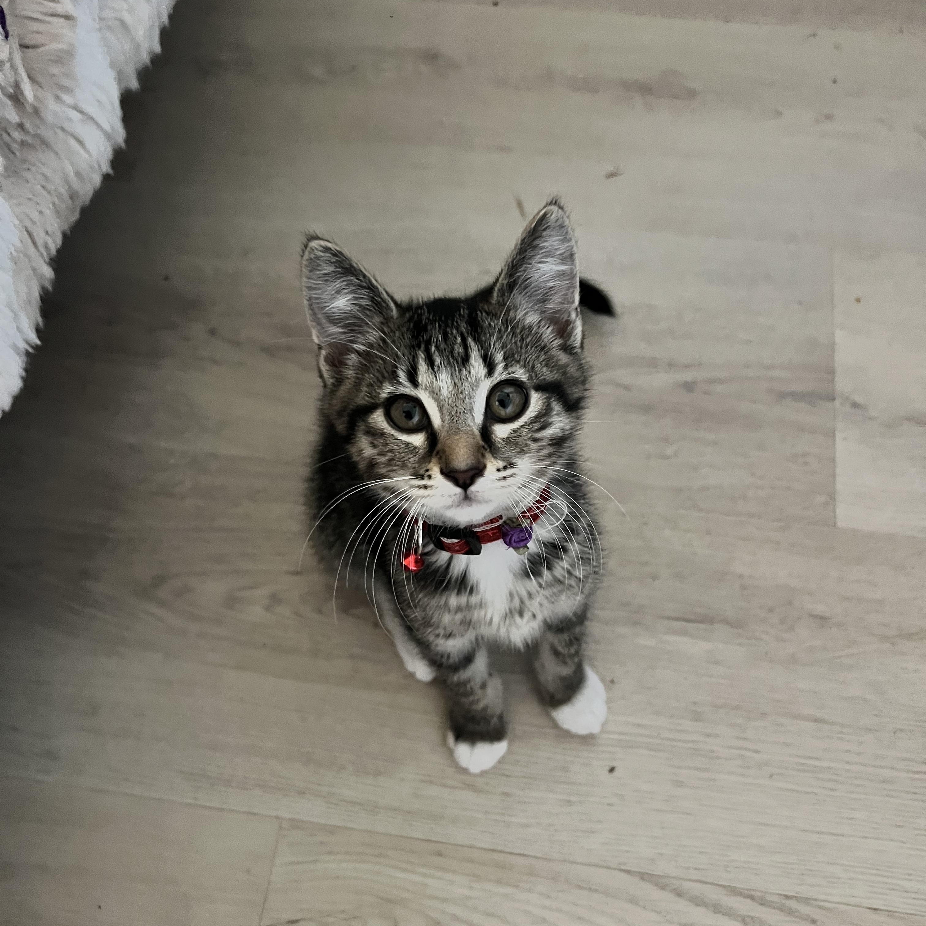Nori, a ADOPTABLE Domestic Short Hair in Penryn, CA image 2/2