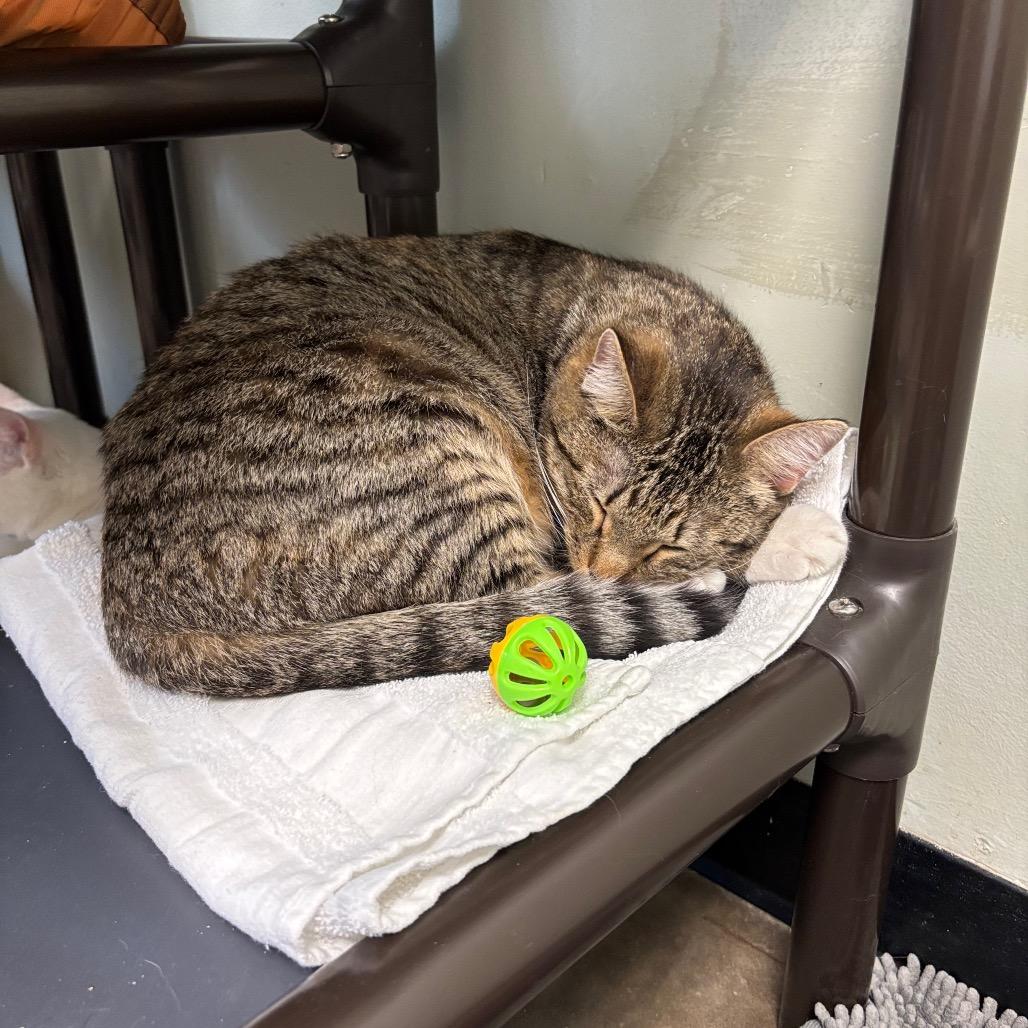 Crosspoint, Adoptable, Adult Female Domestic Short Hair.