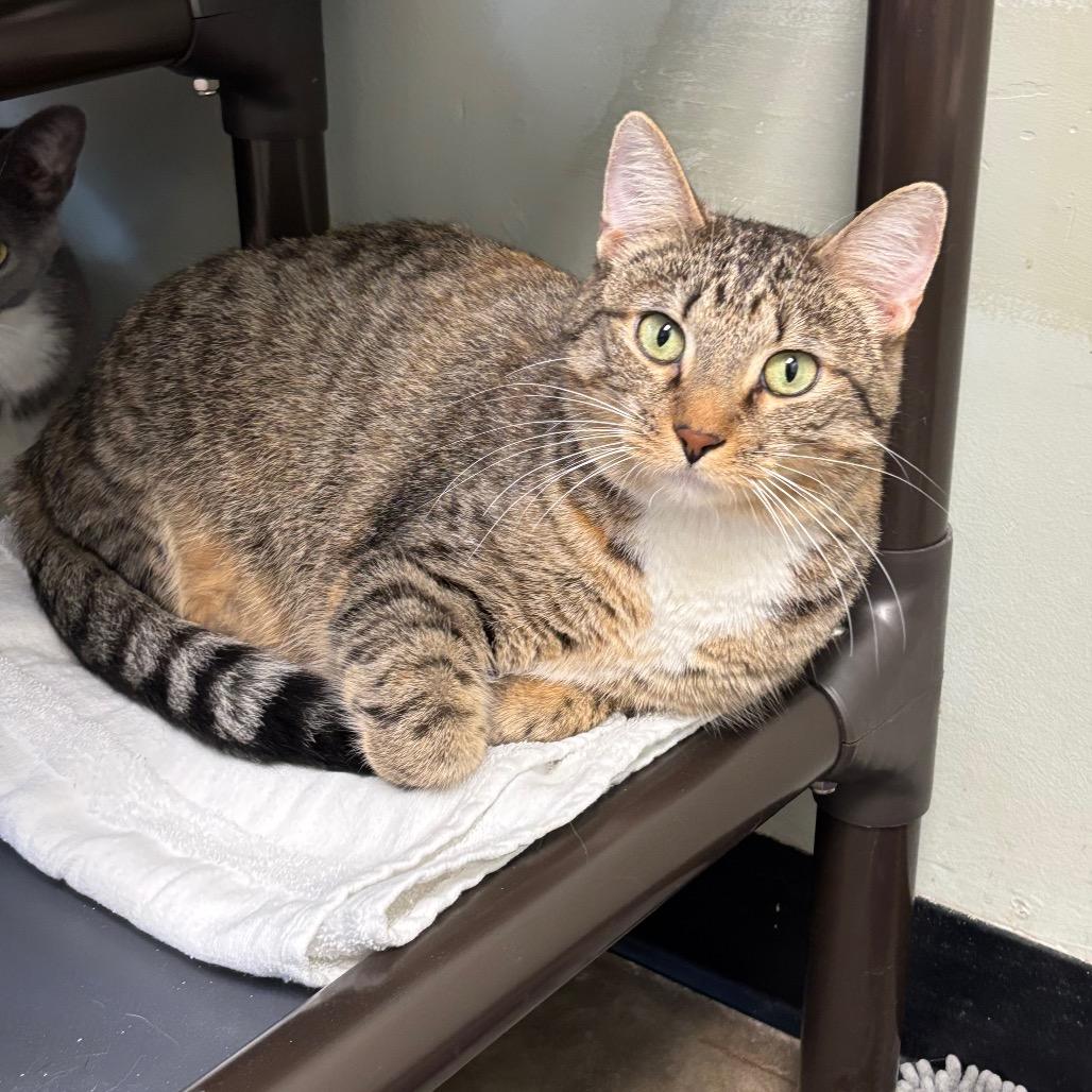Crosspoint, a Adoptable Domestic Short Hair in Davenport, IA image 2/6