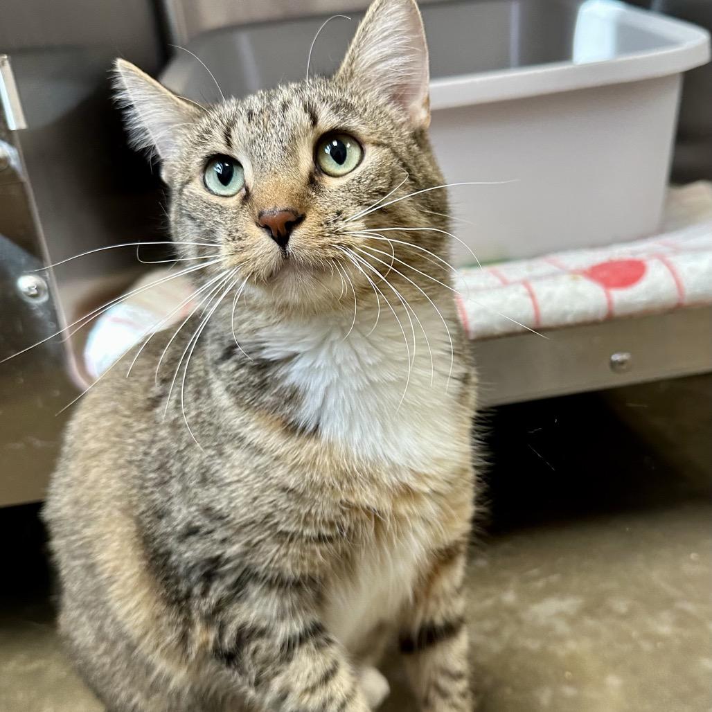 Enlarge Crosspoint, a Adoptable Domestic Short Hair in Davenport, IA image 1/2