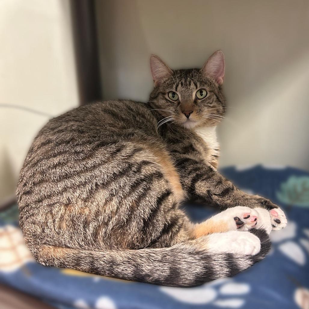 Crosspoint, a Adoptable Domestic Short Hair in Davenport, IA image 4/6