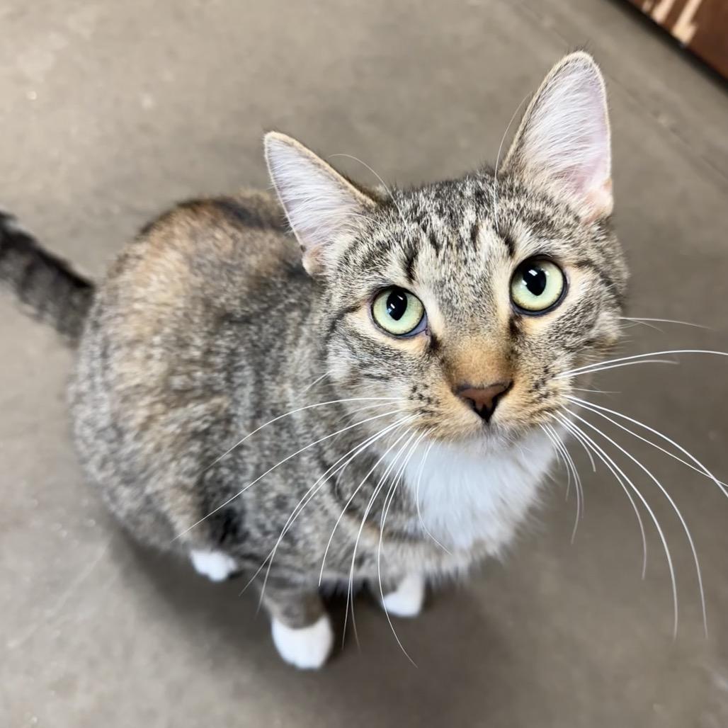 Enlarge Crosspoint, a Adoptable Domestic Short Hair in Davenport, IA image 2/2