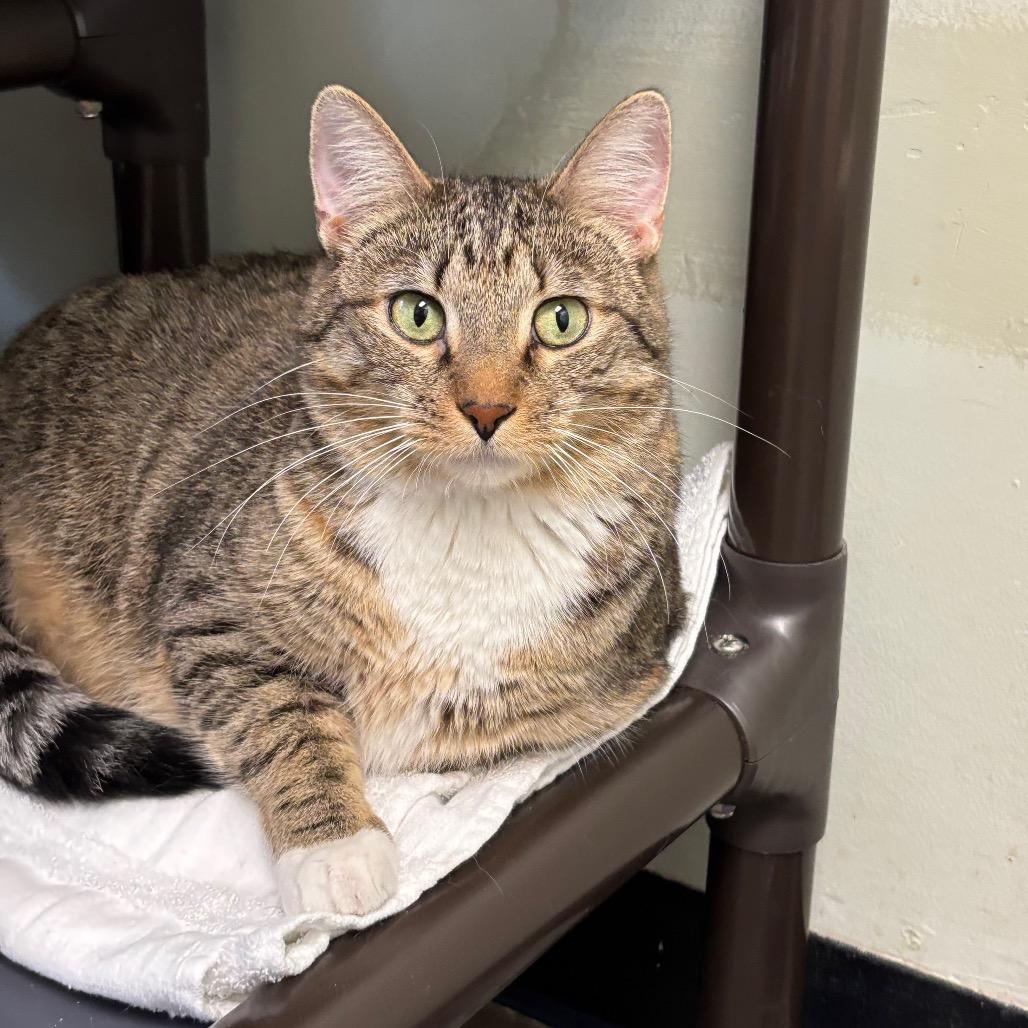 Crosspoint, a Adoptable Domestic Short Hair in Davenport, IA image 6/6