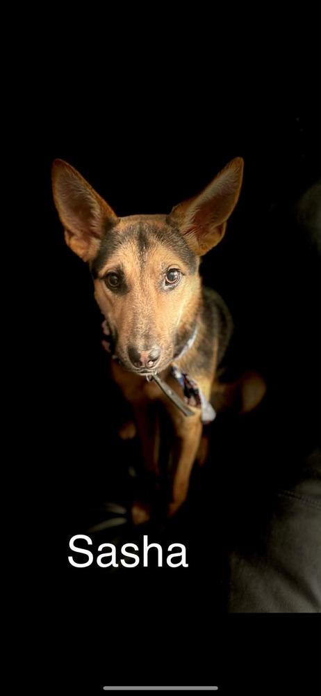 Enlarge Sasha, a Adoptable mixed breed in San Francisco, CA image 4/4