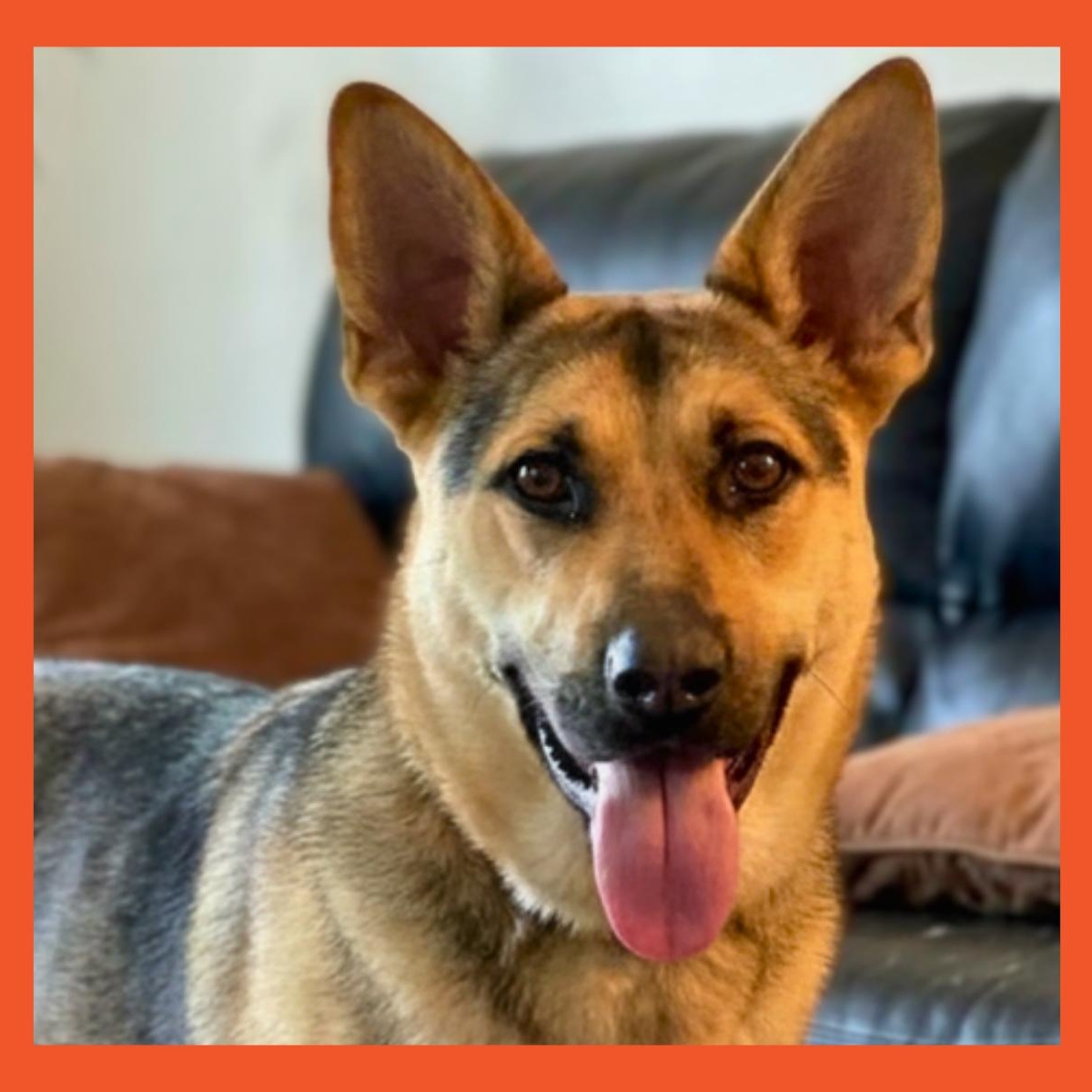 Sasha, Adoptable, Young Female German Shepherd Dog.