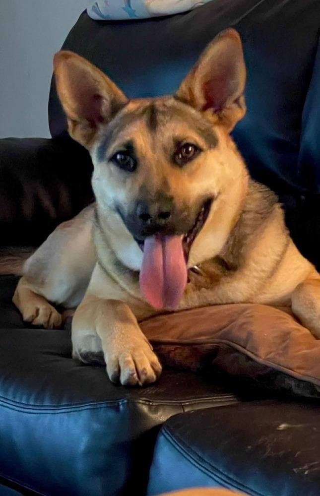Enlarge Sasha, a Adoptable mixed breed in San Francisco, CA image 2/4