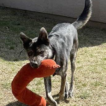 Pinto, a ADOPTABLE mixed breed in Carrollton, TX image 4/4