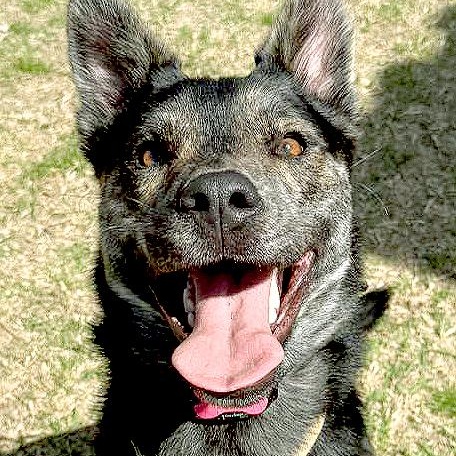 Pinto, a ADOPTABLE mixed breed in Carrollton, TX image 2/4