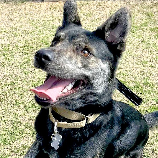 Pinto, ADOPTABLE, Adult Male German Shepherd Dog.