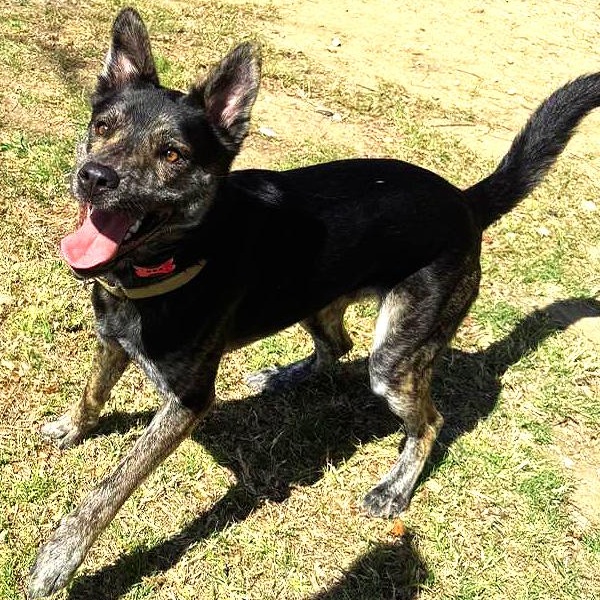 Pinto, a ADOPTABLE mixed breed in Carrollton, TX image 3/4