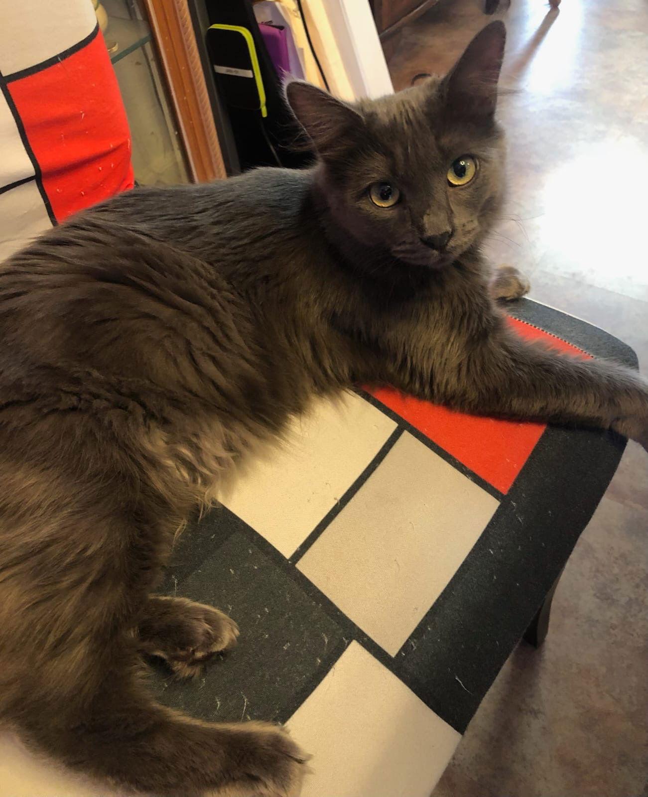 Enlarge Birdie (& Angie), a Adoptable Domestic Long Hair in Castro Valley, CA image 1/3