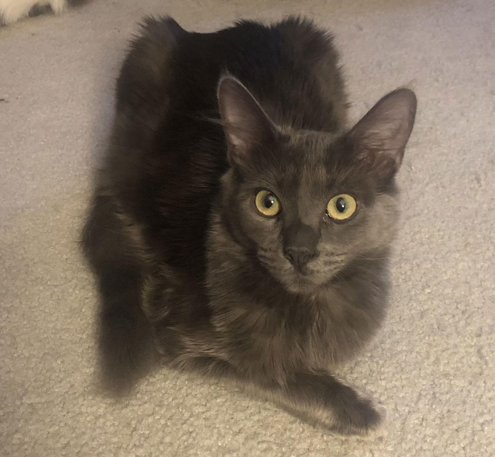 Enlarge Birdie (& Angie), a Adoptable Domestic Long Hair in Castro Valley, CA image 2/3