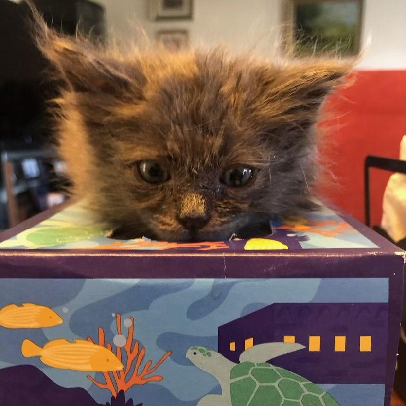Enlarge Birdie (& Angie), a Adoptable Domestic Long Hair in Castro Valley, CA image 3/3