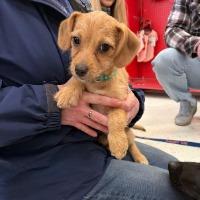 Denver, ADOPTABLE, Young Male Chihuahua.