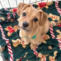 Enlarge Denver, a ADOPTABLE mixed breed in Pittsfield, MA image 2/2