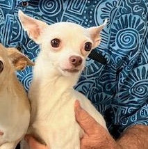 Abbey  POOR GIRL OWNER TO ASSISTED LIVING, Adult Female unknown