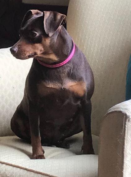 Enlarge Maple, a Adoptable Miniature Pinscher in Effingham, IL image 1/1