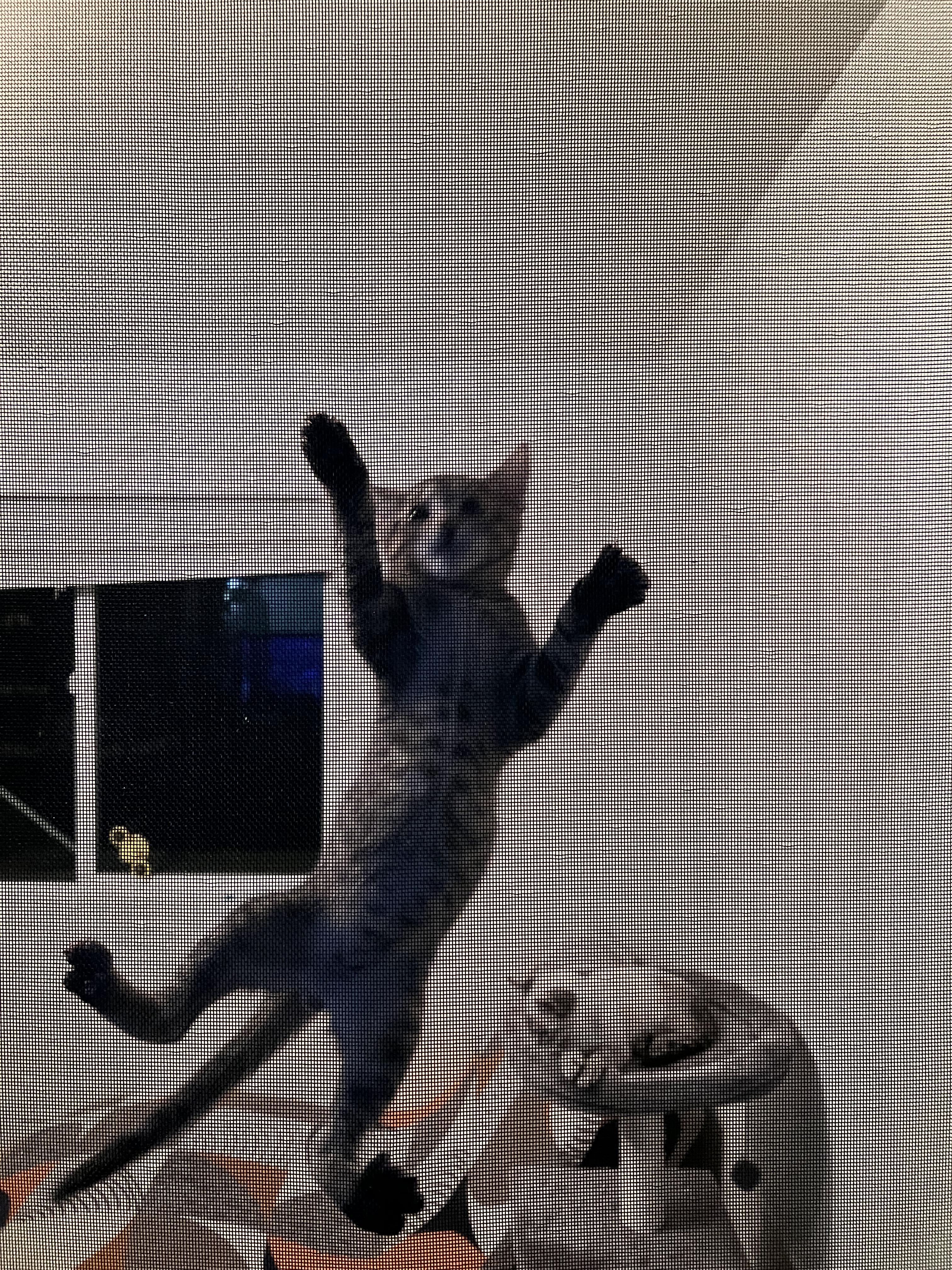 Enlarge Clyde, an adopted Domestic Short Hair in Rochester, WA image 3/5