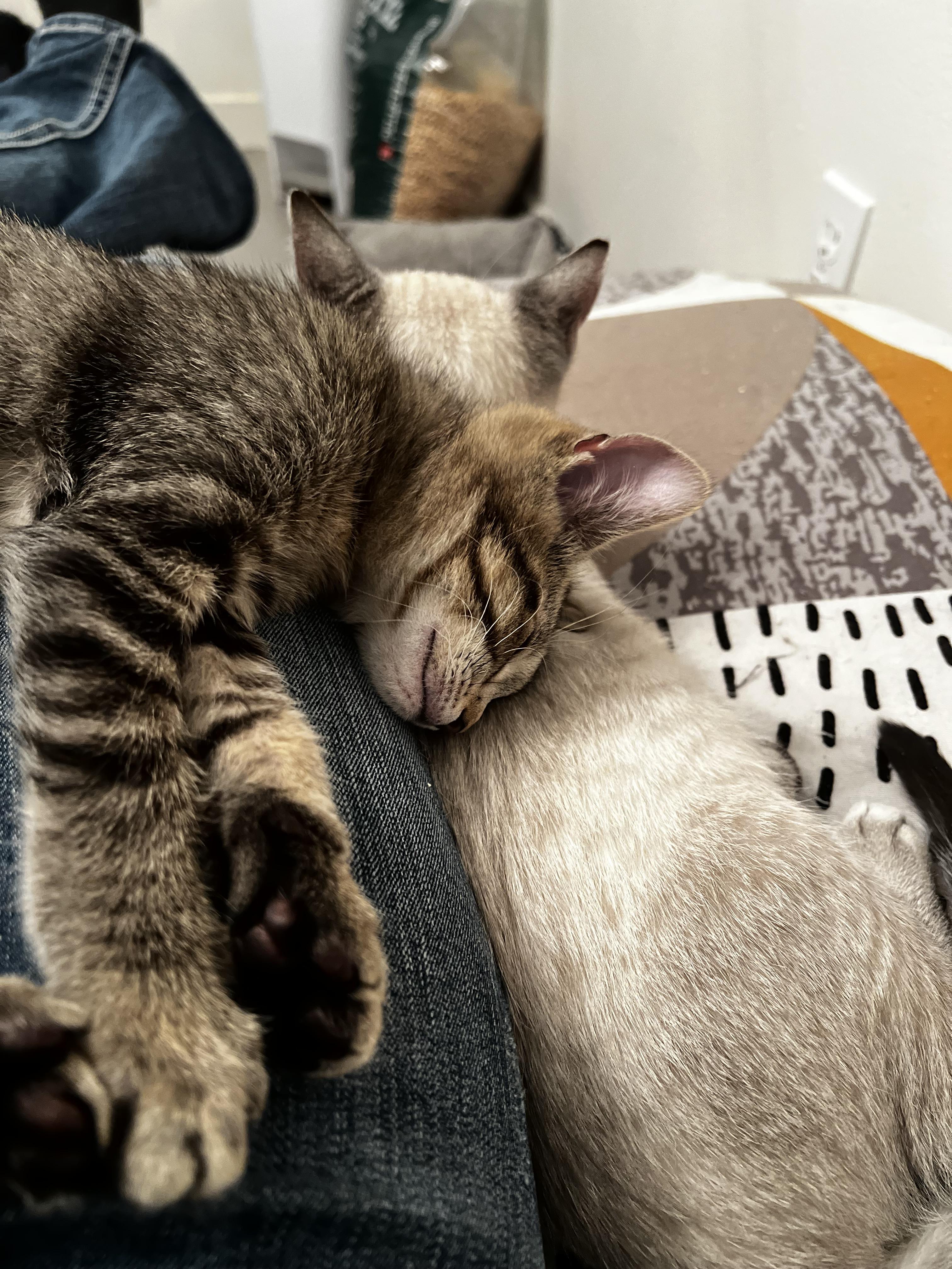 Enlarge Clyde, an adopted Domestic Short Hair in Rochester, WA image 4/5