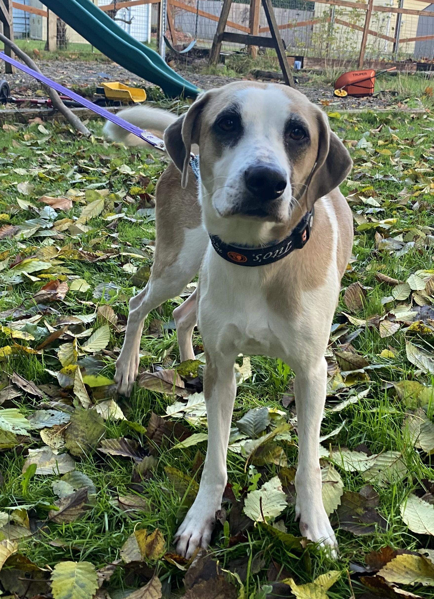 pita, a Adoptable mixed breed in Olympia, WA image 6/6