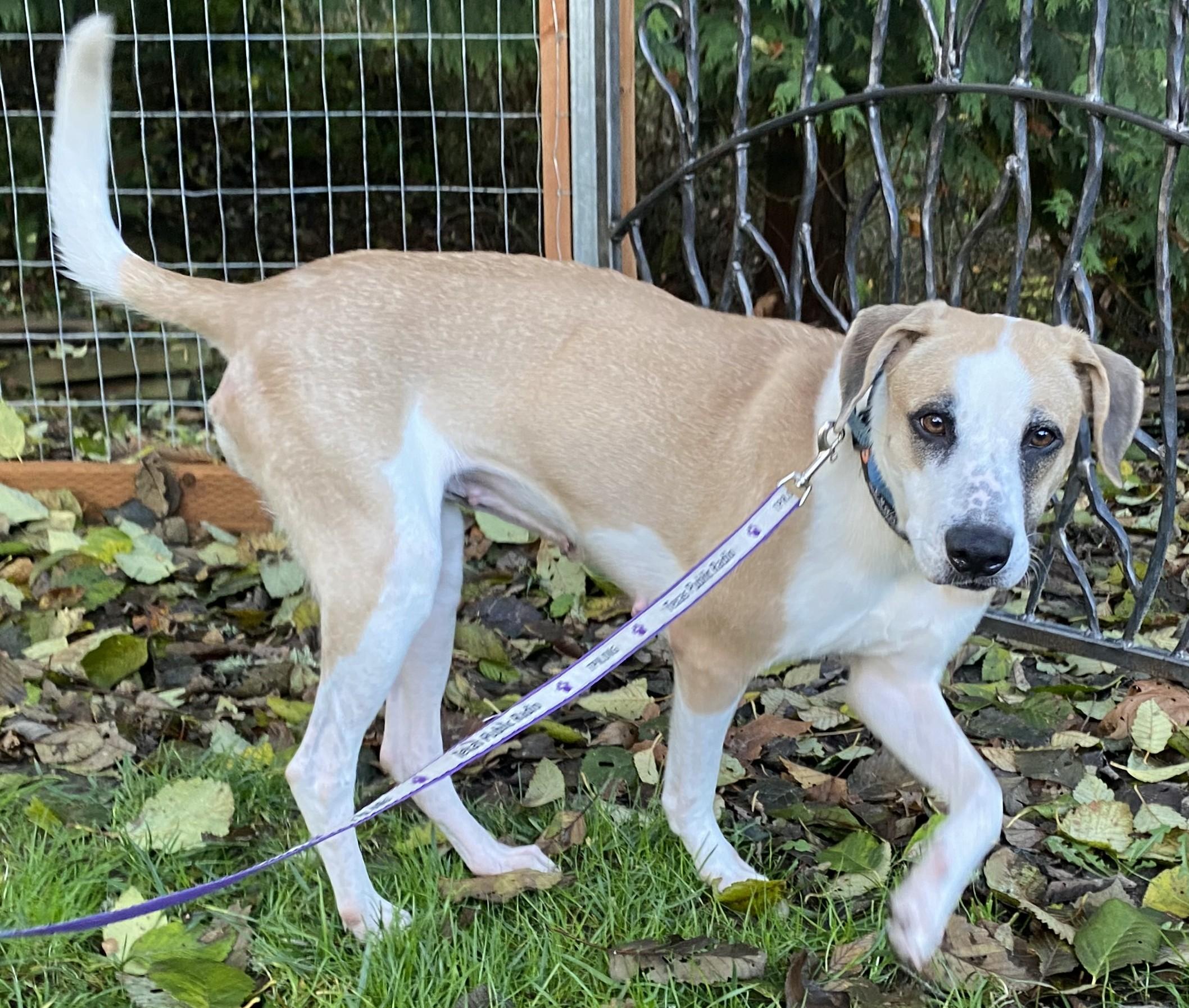 pita, a Adoptable mixed breed in Olympia, WA image 5/6