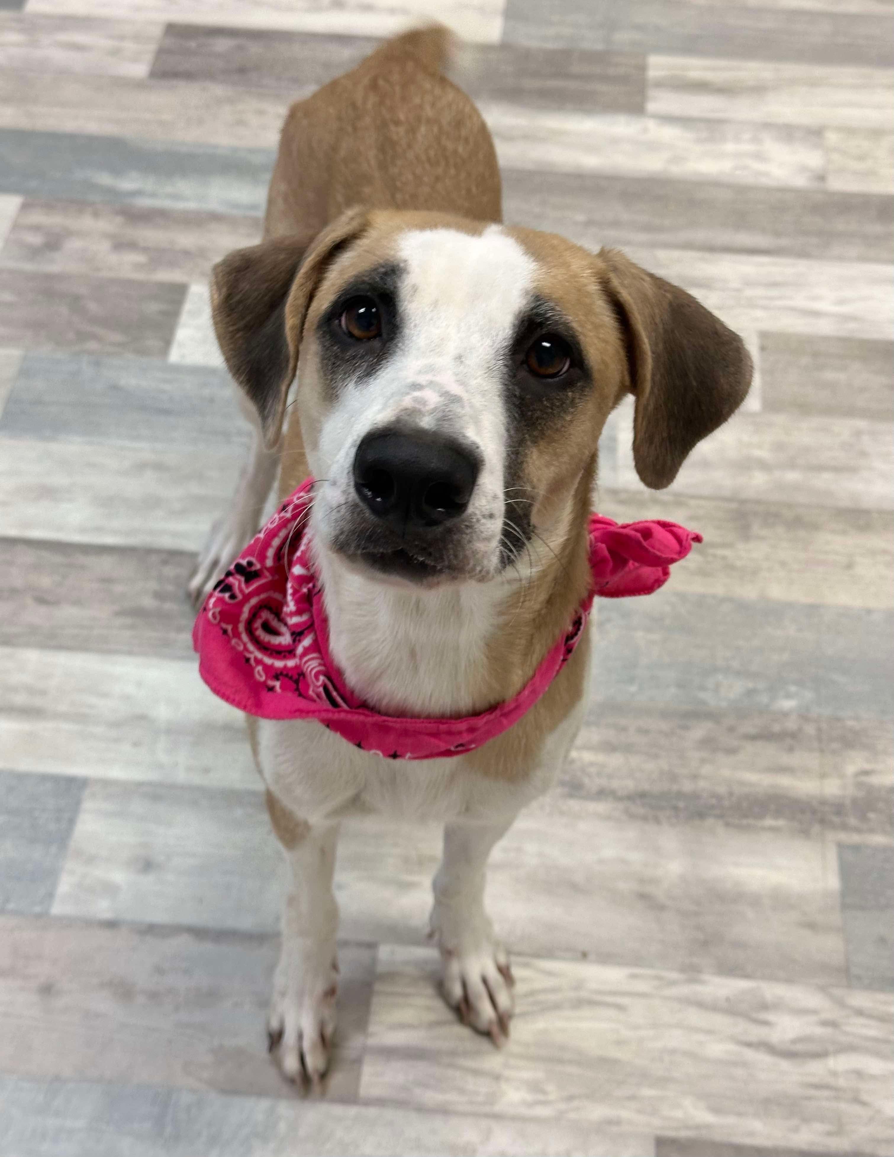 pita, a Adoptable mixed breed in Olympia, WA image 1/6