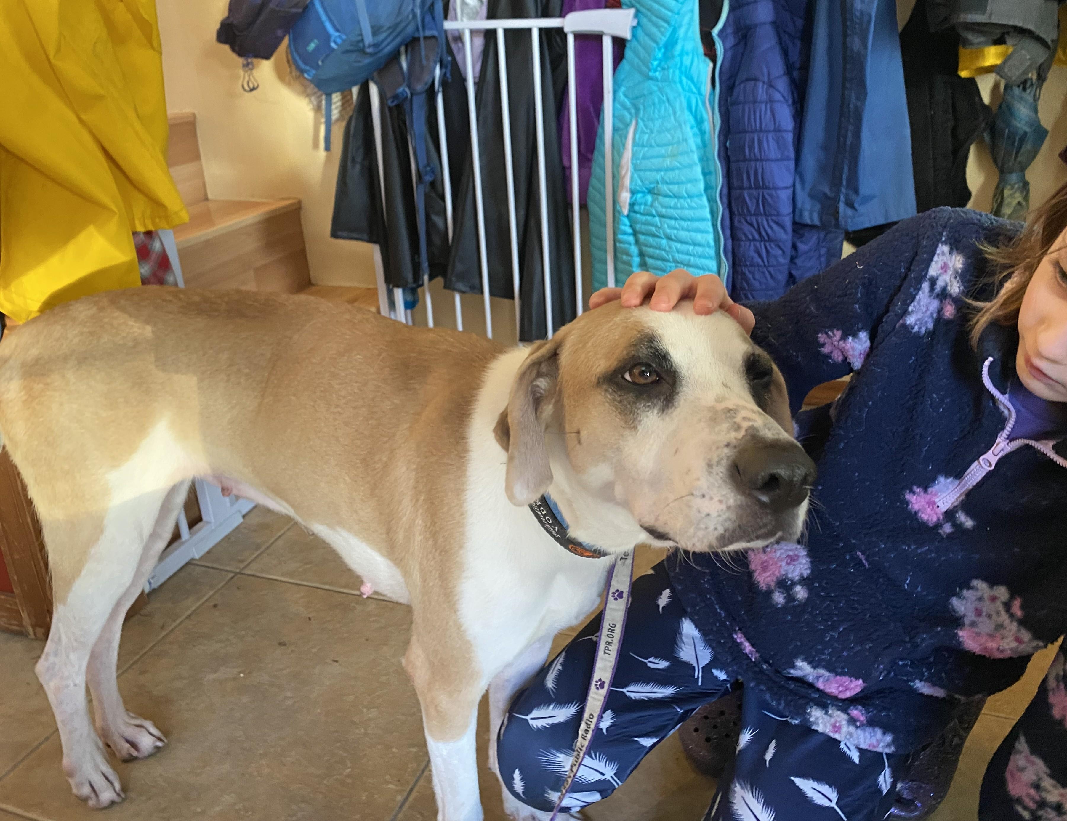 pita, a Adoptable mixed breed in Olympia, WA image 4/6