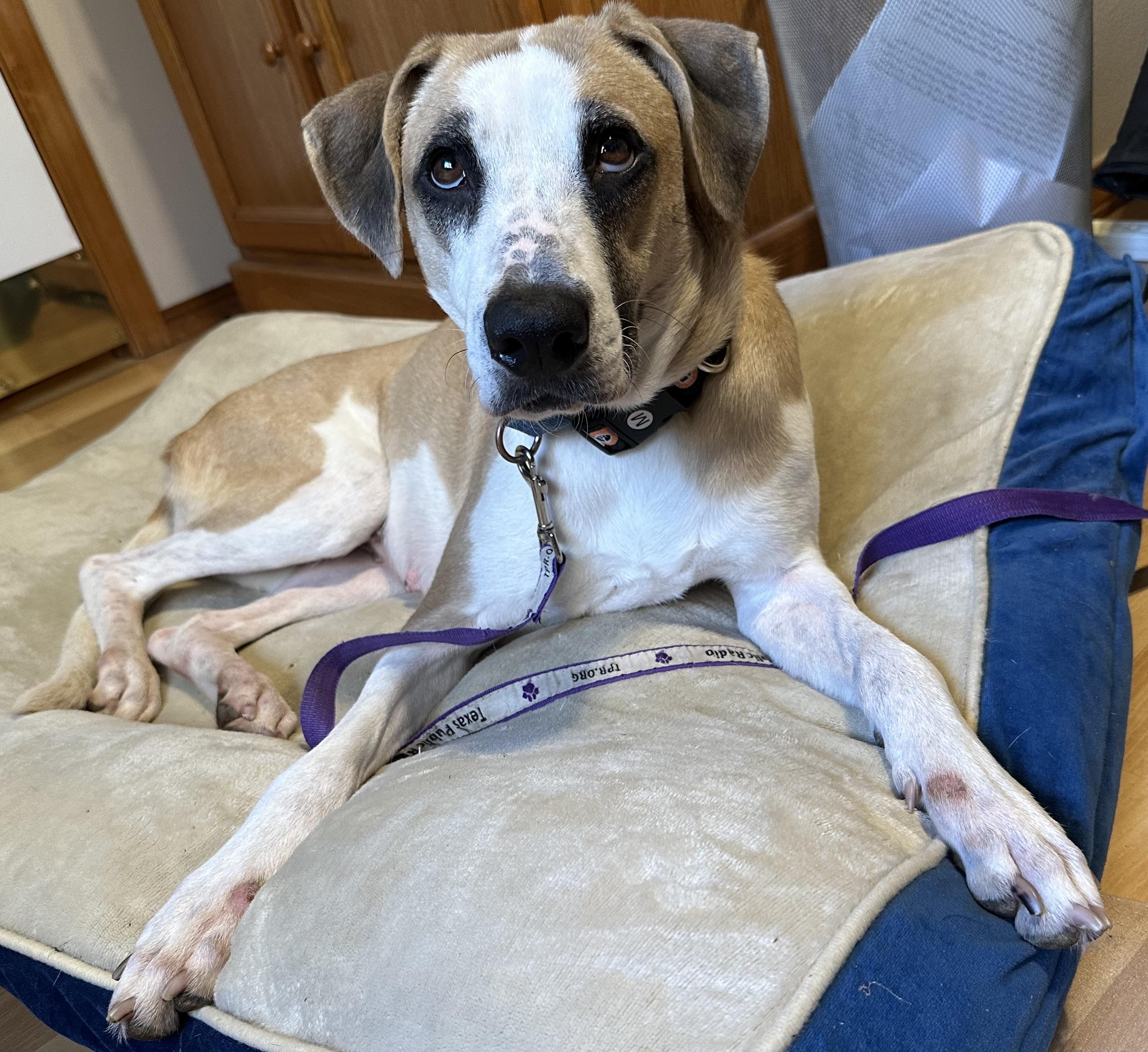 pita, a Adoptable mixed breed in Olympia, WA image 3/6